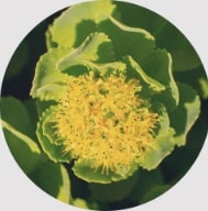 Rosenwurz Rhodiola Rosea