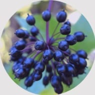 Sibirischer Ginseng Eleutherococcus Senticosus